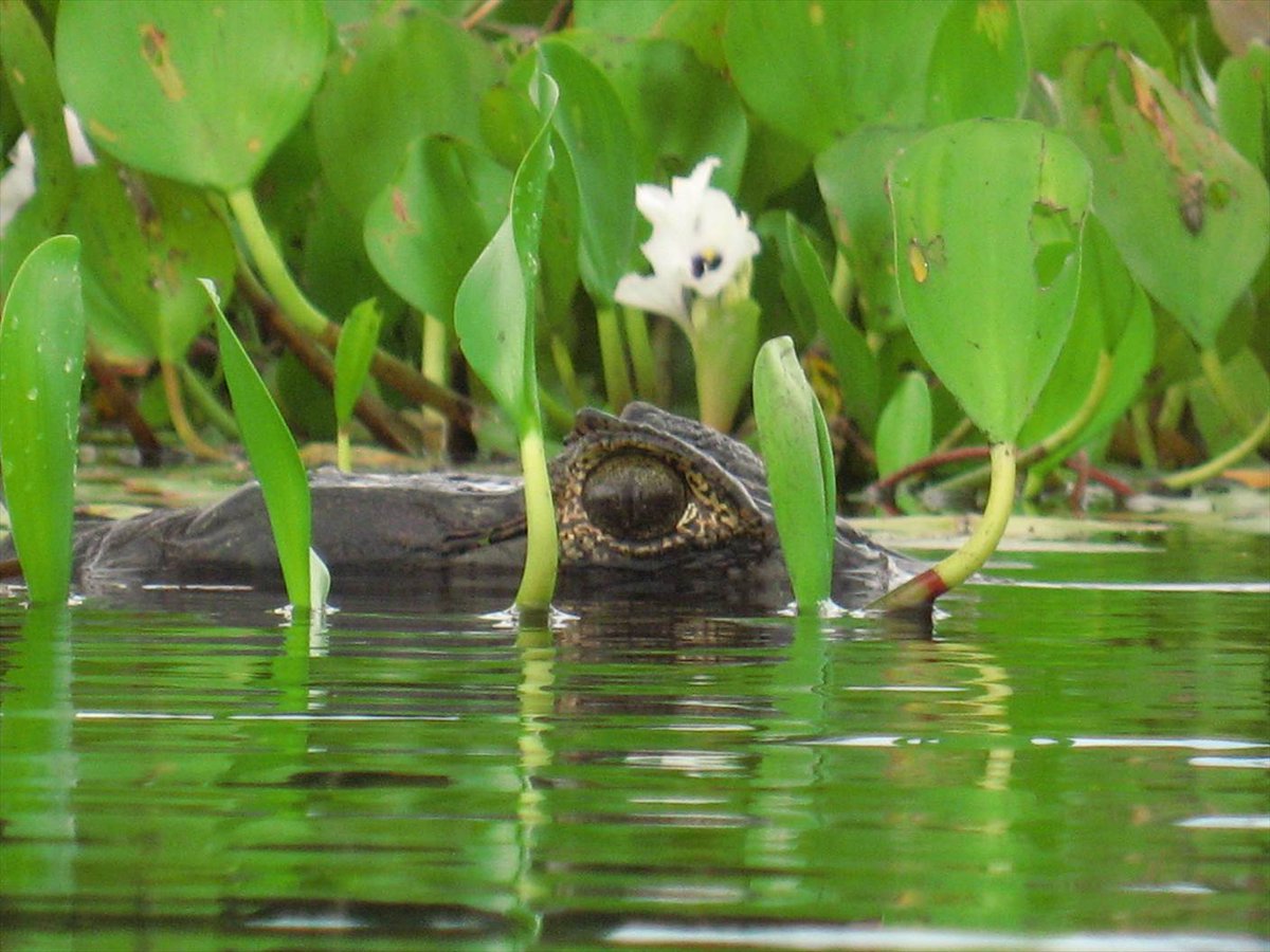 パンタナールでは爆発火災が発生し、過去26年間で最悪の事態に。アマゾンとセラードでも火災が記録されている