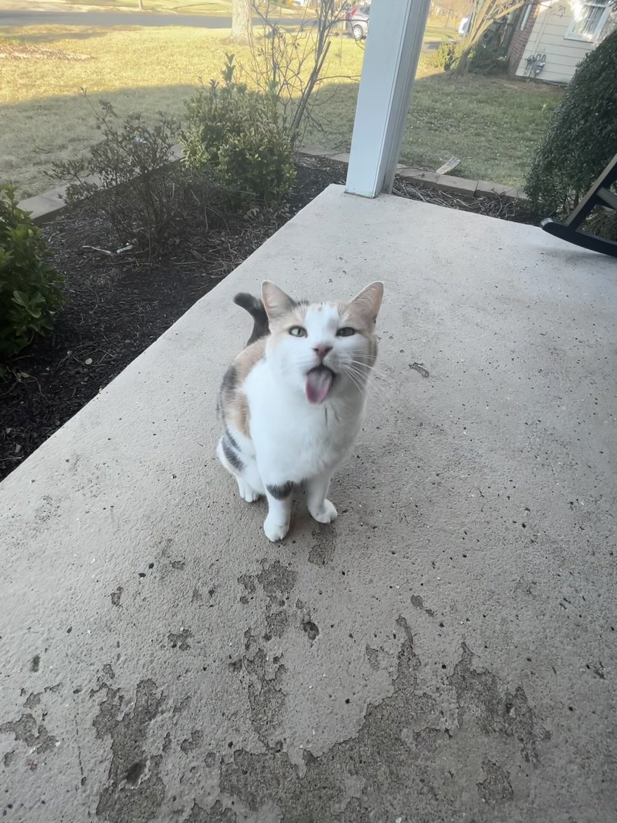 fatfatmillycat tweet media