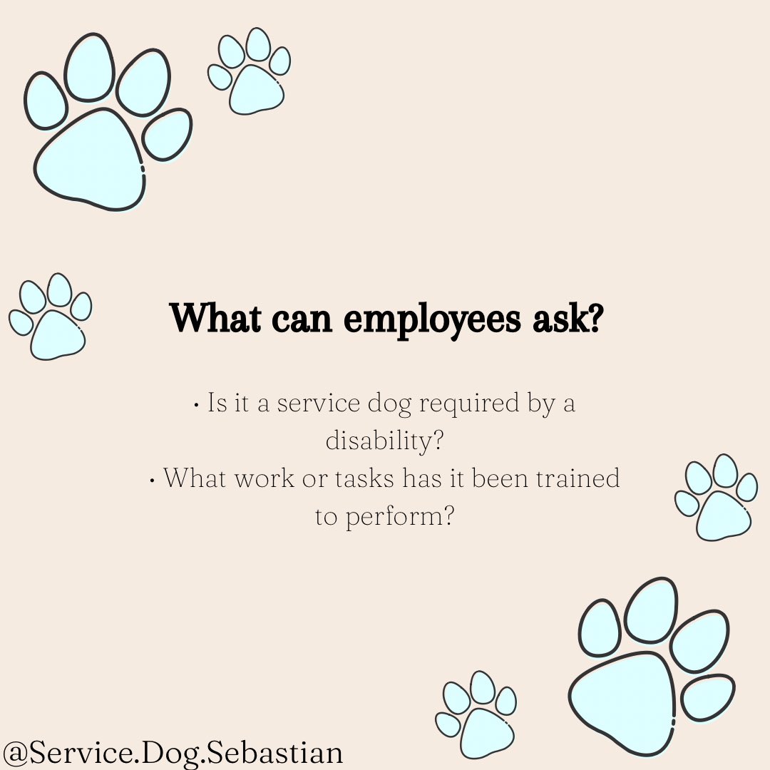 Service_Dog_Seb's tweet photo. Here’s a graphic we made on public access rights and service dogs! https://t.co/FrDVRbYHnn