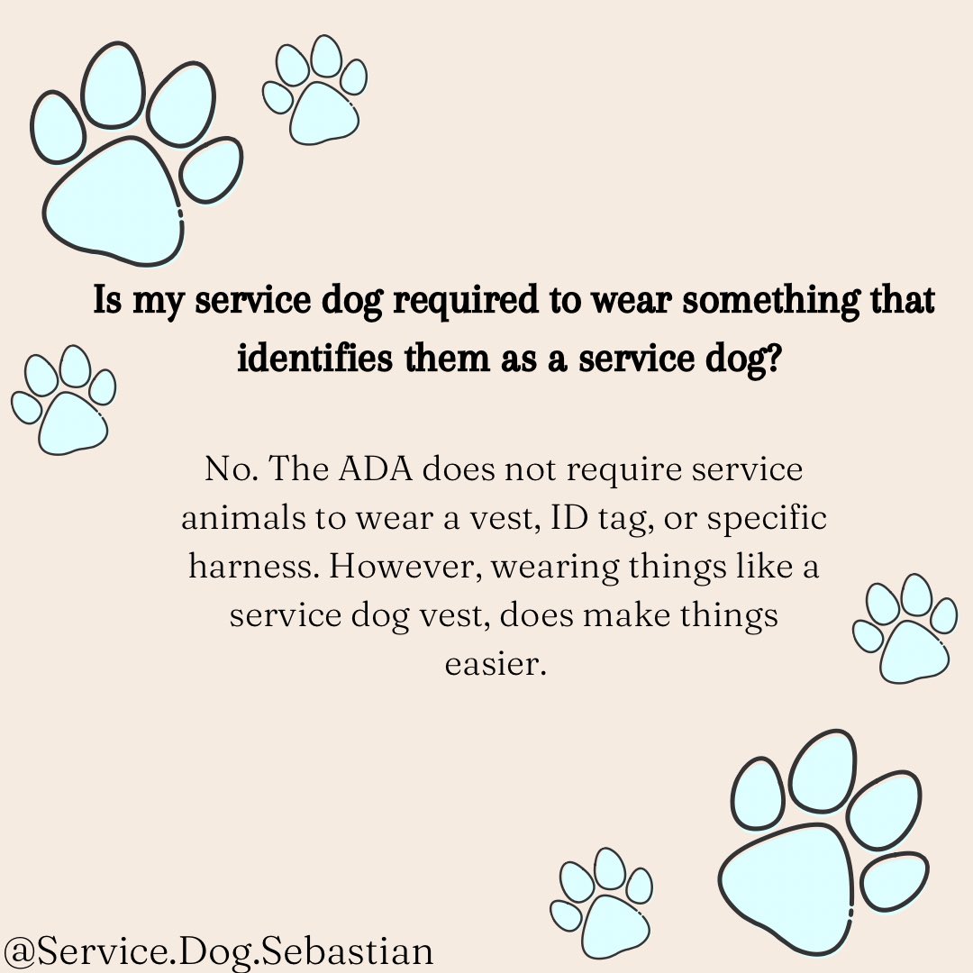 Service_Dog_Seb's tweet photo. Here’s a graphic we made on public access rights and service dogs! https://t.co/FrDVRbYHnn