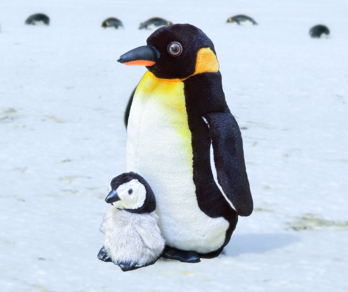 At small human size emperors stand very tall
The largest, most regal, penguin of all

All dressed in their tux for a formal affair
On fish they will dine -that are caught unaware
……..

wp.me/p5wwh8-2l6

#antarctic #emperorpenguin #paulnicklen