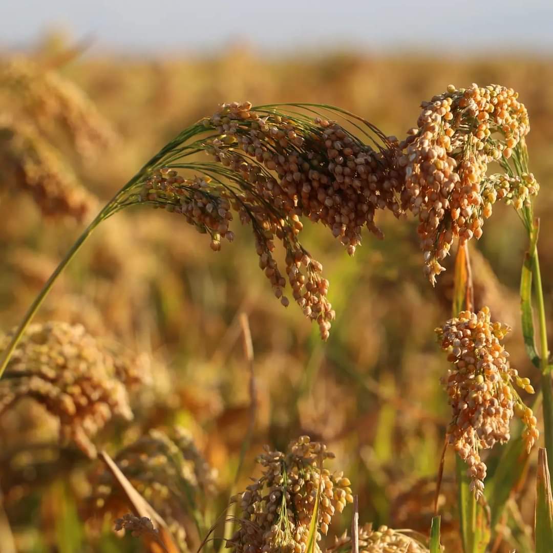 hmrff's tweet photo. #millets though primarily a kharif crop, requiring less water &amp; agricultural inputs than other similar staples. Millets are important by the virtue of its mammoth potential to generate livelihoods, increase farmers’ income &amp; ensure food &amp; nutritional security all over the world. https://t.co/bX4Wy5pDeP