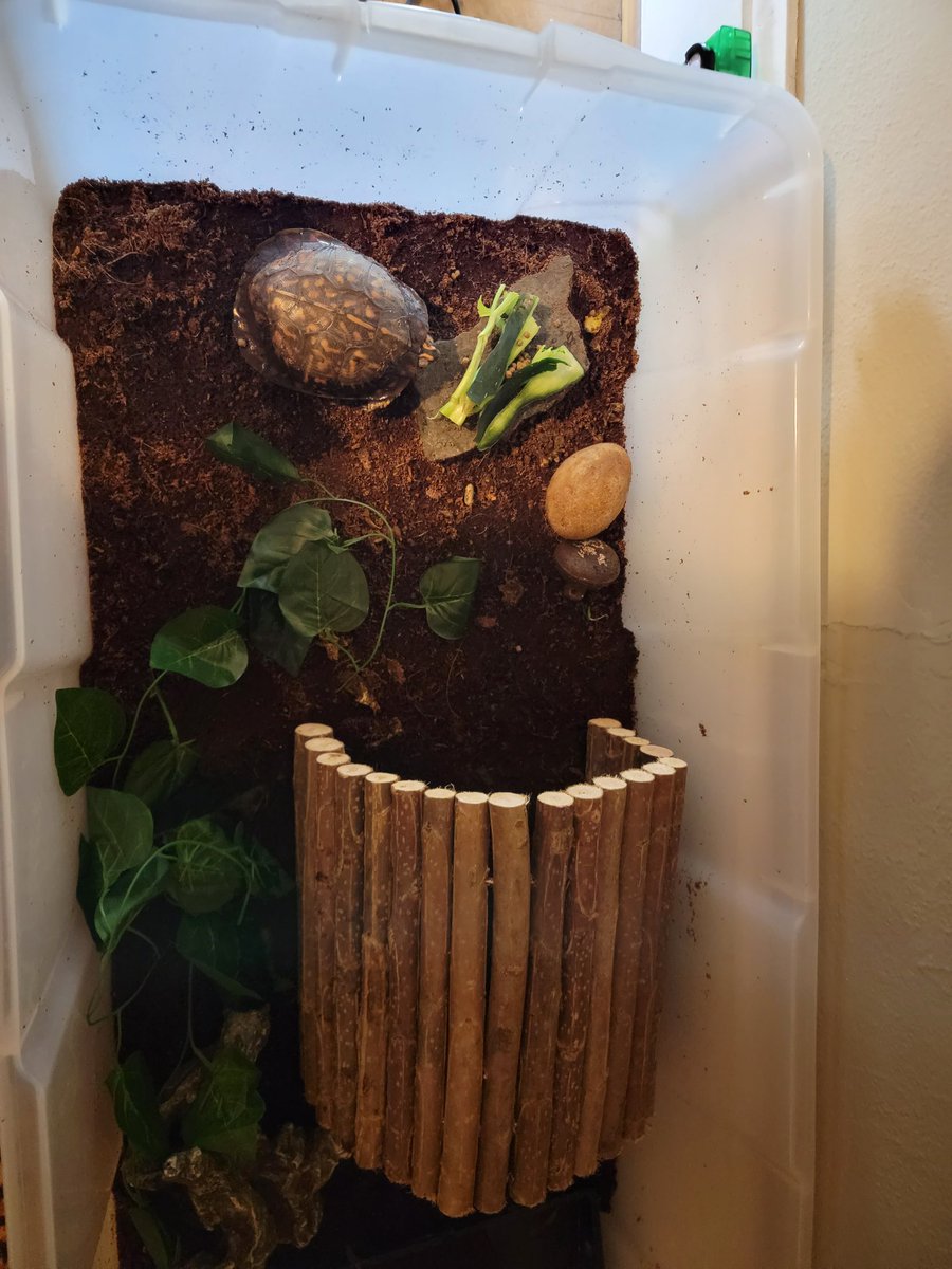 BeebsJoy's tweet image. Upgrading Mr Turtles enclosure.   Tonight I'm adding a moster/humidifier.   He got a new hide this week as well. #MrTurtlesAdventureS
#BoxTurtle
#turtlemom