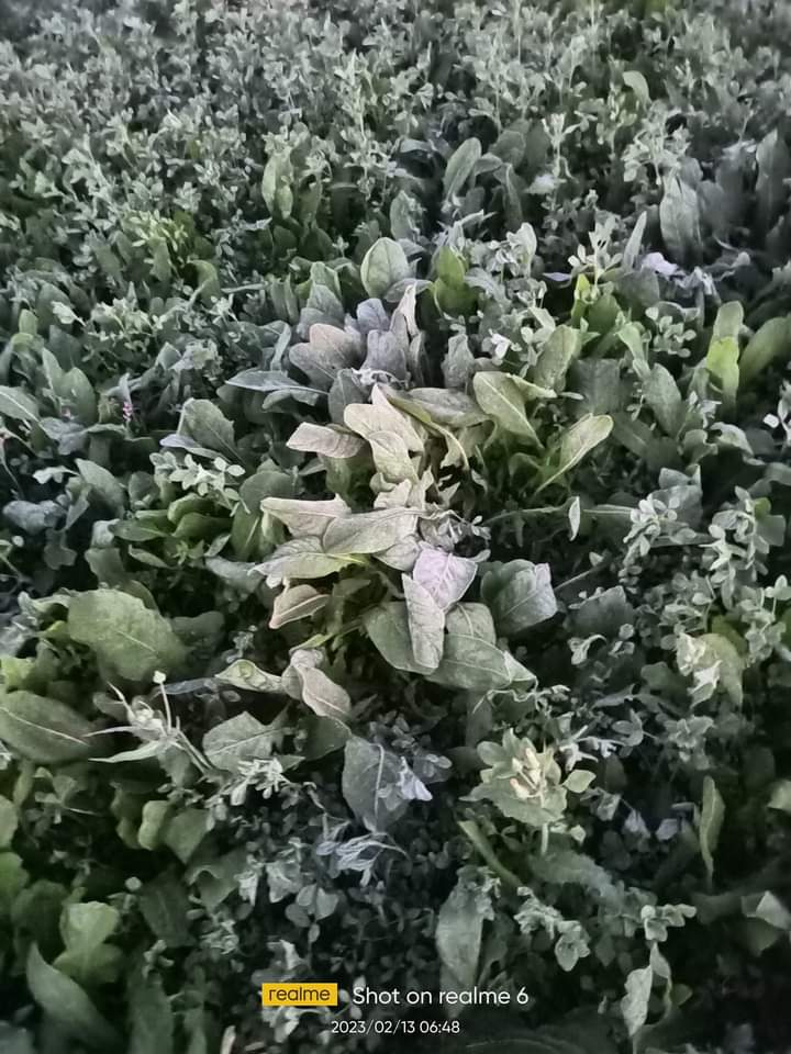 shubhamtorres09's tweet photo. Frosty morning in rural parts of plains due to cold Northwesterly winds ❄️

#Hosiyarpur (#PB)
recorded 1.6°C Min Temp today

#Balsamand (#HR) 4.1°C
#Ujwa (#Delhi) 4.5°C
#Hanumangarh (#RJ) 4.5°C

Cold over hills too

#Padum (#Ladakh) -28.3°C
#Keylong (#HP) -13.6°C

More data soon https://t.co/OGTQHxg8Ad