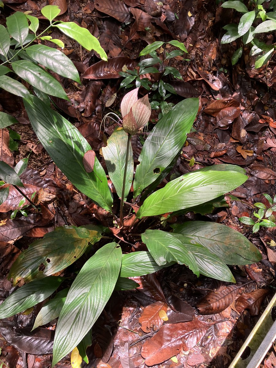 Wenbo77's tweet photo. White #batflower(#Tacca integrifolia), my first record of wild Tacca species, happened in Singapore, a nice surprise. #丝须蒟蒻薯 #Dioscroreaceae https://t.co/BnLmr1Jz6e