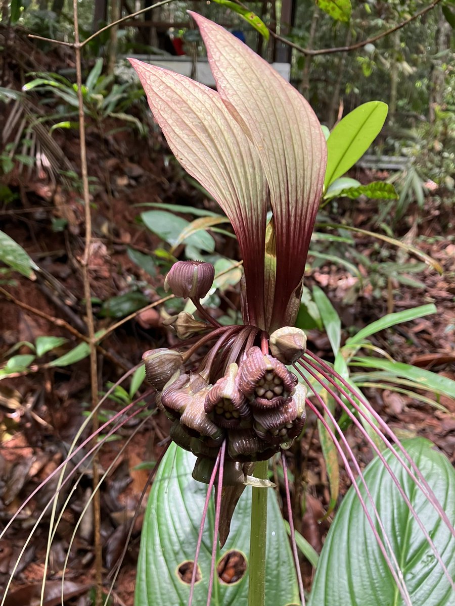 Wenbo77's tweet photo. White #batflower(#Tacca integrifolia), my first record of wild Tacca species, happened in Singapore, a nice surprise. #丝须蒟蒻薯 #Dioscroreaceae https://t.co/BnLmr1Jz6e