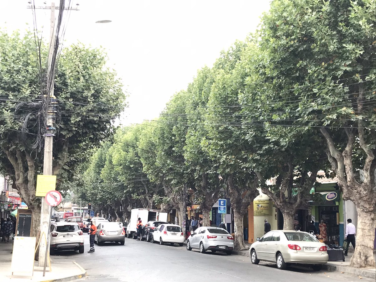 En Febrero Quilpué perderá 76 árboles de 5 cuadras de la calle Blanco, por una decisión tomada SIN CONSULTAR A LOS VECINOS.

¿Dónde quedó la participación ciudadana?  <a href="/ValeMelipillan/">Valeria Melipillán</a> <a href="/QuilpueMeteo/">Quilpue Meteo</a> <a href="/mercuriovalpo/">El Mercurio de Valparaíso</a> <a href="/Serviuvalpo/">Serviu Valparaíso</a> <a href="/RedArbolUrbano/">redarbolurbano</a> <a href="/Cooperativa/">Cooperativa</a> <a href="/colegioarq/">Colegio de Arquitectos de Chile</a> <a href="/CNNChile/">CNN Chile</a>