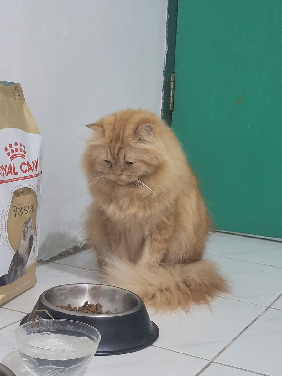 kochengfs's tweet photo. 🐈 = mana snacknya 🥺
🤷‍♀️ = habisss blm beli
🐈 = 🥹🥹
🐈 https://t.co/yRu34xqHQx