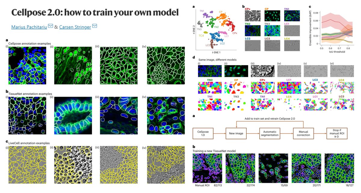 Hao Yin (@haoyin20) on Twitter photo Cellpose 2.0: how to train your own model
"State-of-the-art cellular segmentation does not require big data"😎
"Human-in-the-loop" protocol
#Cellpose
Dr. Marius Pachitariu & Carsen Stringer <a href="/naturemethods/">Nature Methods</a> 2022 <a href="/marius10p/">Marius Pachitariu</a> <a href="/computingnature/">Carsen Stringer @Computingnature@neuromatch.social</a>
nature.com/articles/s4159… Cellpose 2.0: how to train your own model
"State-of-the-art cellular segmentation does not require big data"😎
"Human-in-the-loop" protocol
#Cellpose
Dr. Marius Pachitariu & Carsen Stringer <a href="/naturemethods/">Nature Methods</a> 2022 <a href="/marius10p/">Marius Pachitariu</a> <a href="/computingnature/">Carsen Stringer @Computingnature@neuromatch.social</a>
nature.com/articles/s4159…