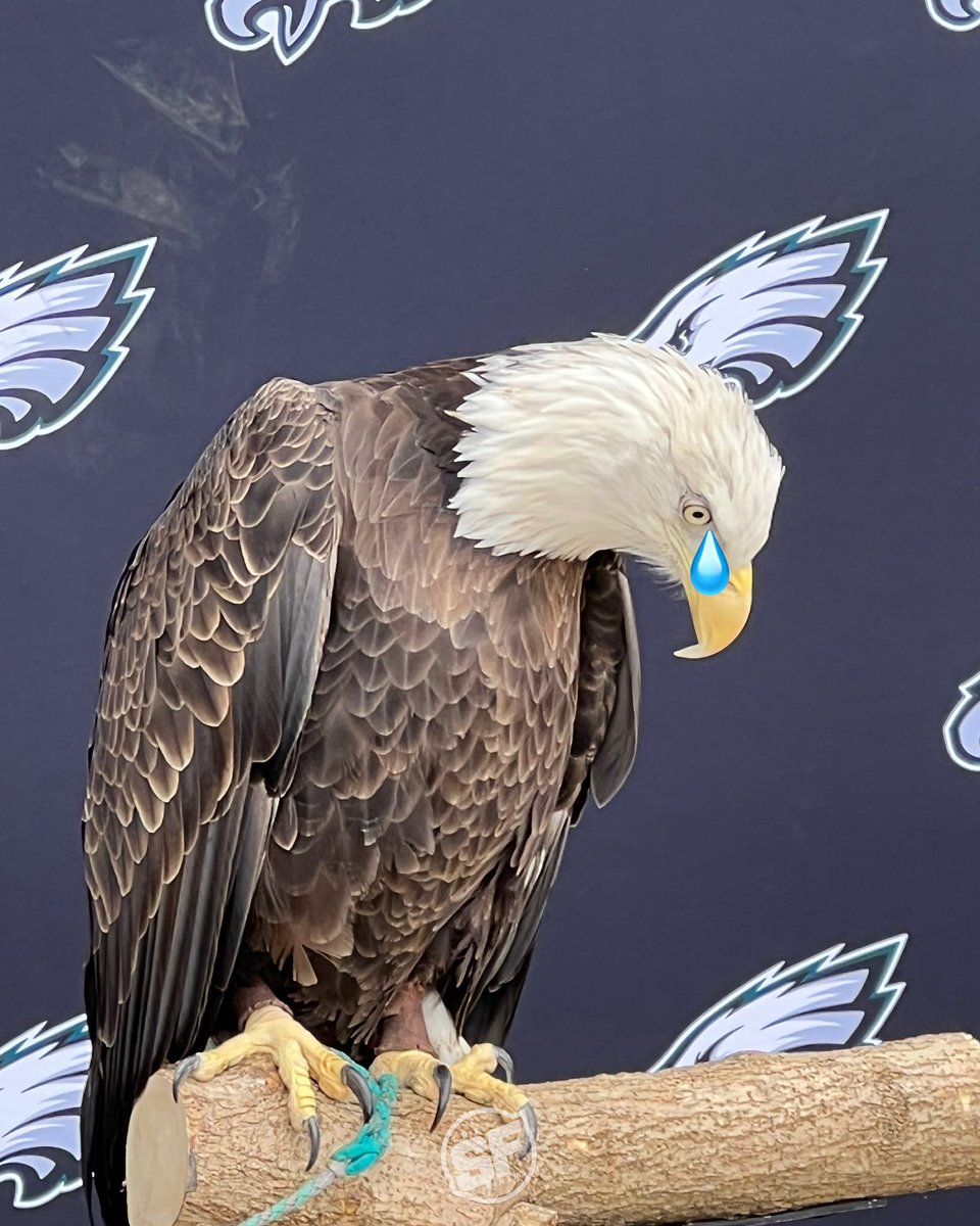 𝙏𝙝𝙚𝙎𝙁𝙉𝙞𝙣𝙚𝙧𝙨 (@thesfniners) on Twitter photo 