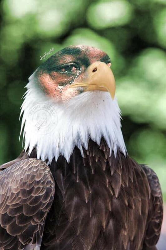 PinkSapphire6's tweet image. Ohhhhh, I'm pumped! 😂🤣🏈🤷🏾‍♀️
#CryEaglesCry #ChiefsWin #CowboysNation #Eaglesloose