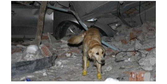 CubaniaTotal's tweet photo. El más fiel y leal.

Perro de rescate se corta las patas en los escombros, se rehúsa a descansar y salva cinco vidas en Turquía.

Tras las curaciones, Kopuk no quiso tomarse un descanso y regresó a cumplir con su deber. Y su participación no fue en vano. #Turquia https://t.co/hJIvXY4fNY