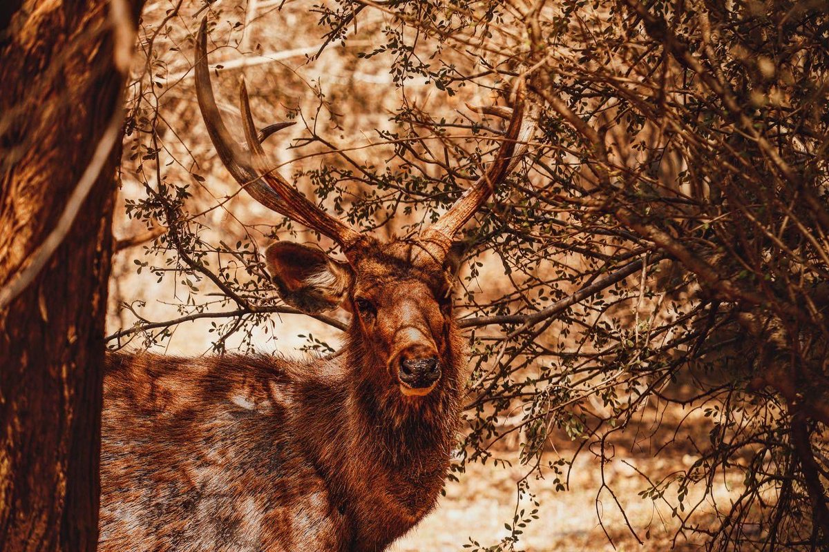 AyanJain15's tweet photo. SAMBAR DEER ( Rusa Unicolor) is a large deer native to the Indian Subcontinent and Southeast Asia is listed as vulnerable species on the IUCN List. weighs around 180 kg (Adult)  #shambardeer #natgeo #natgeowild #imayanjain #ayanjain #shambar  #discoverywild https://t.co/E0df2OstgJ