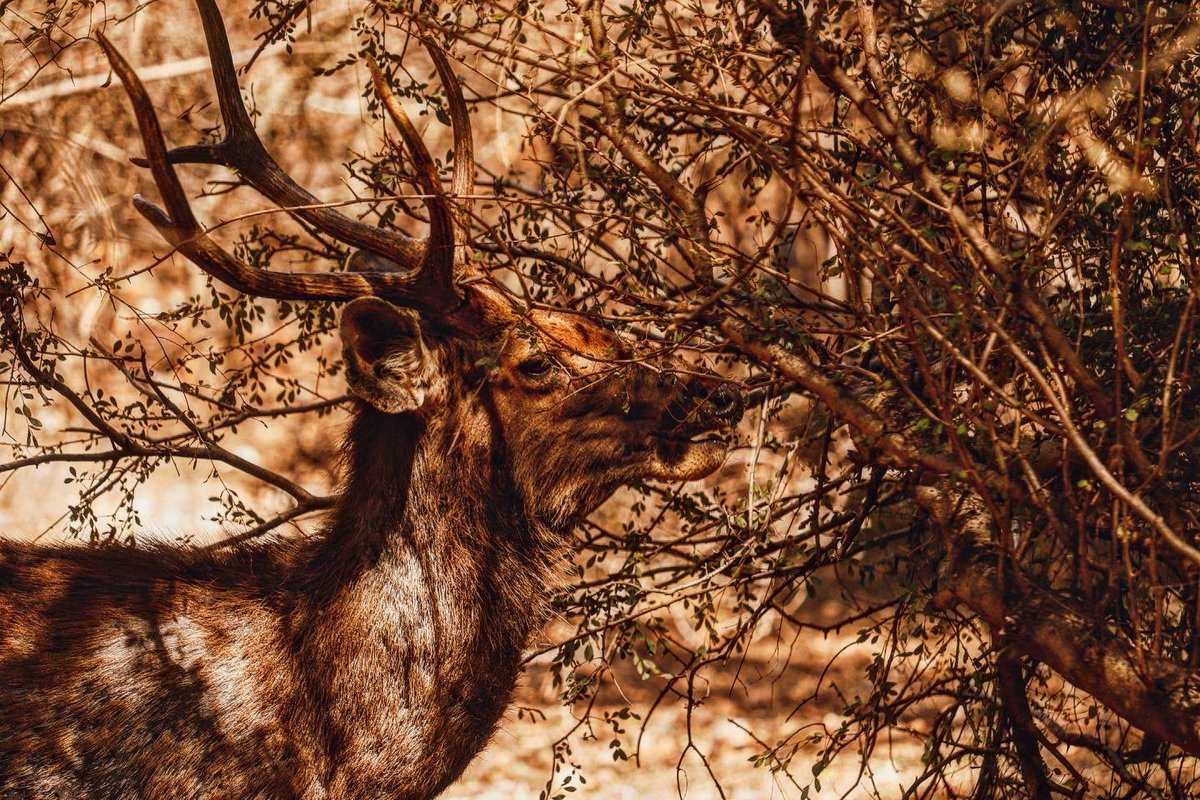 AyanJain15's tweet photo. SAMBAR DEER ( Rusa Unicolor) is a large deer native to the Indian Subcontinent and Southeast Asia is listed as vulnerable species on the IUCN List. weighs around 180 kg (Adult)  #shambardeer #natgeo #natgeowild #imayanjain #ayanjain #shambar  #discoverywild https://t.co/E0df2OstgJ