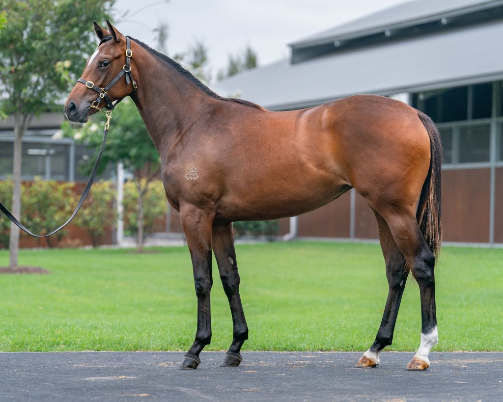 Our first purchase of the #InglisClassic is this stunning filly by #Castelvecchio out of a winning #FastnetRock mare!