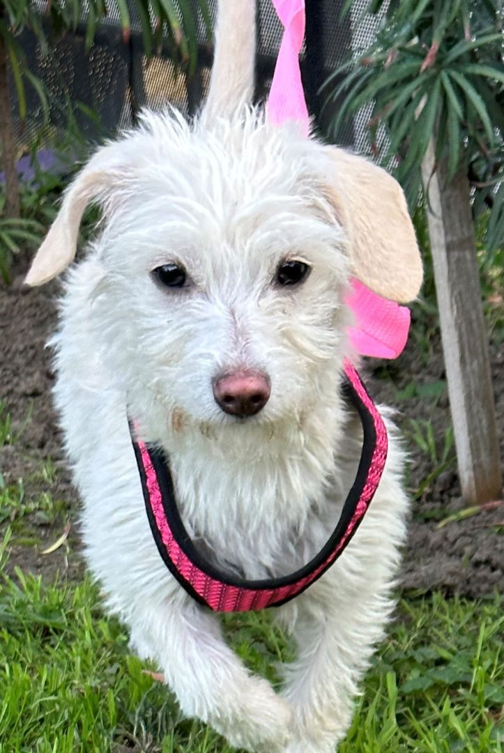 Los Angeles Dogs For You 🐶 on Twitter "I'm Judy, a baby female 