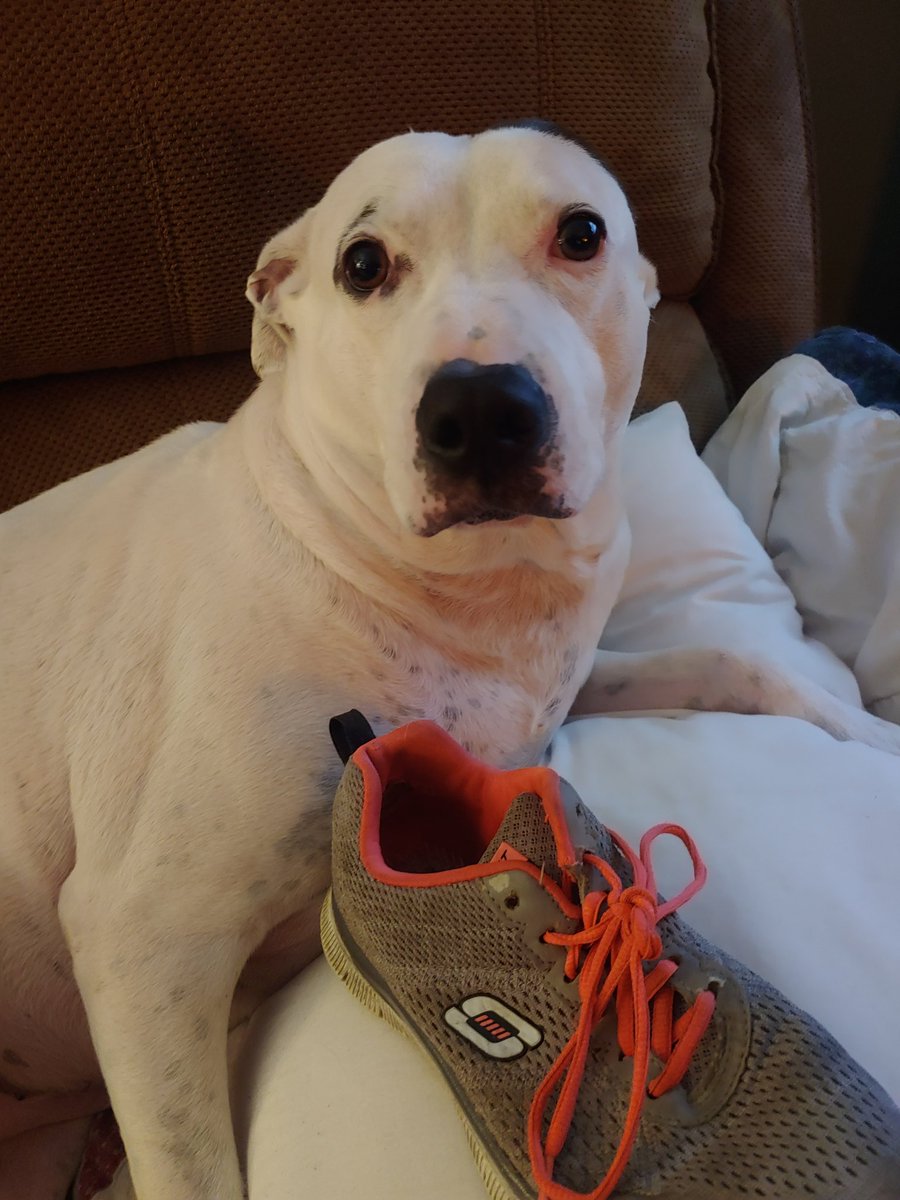 yellowdogtable's tweet image. #CampingWorldBowl needs new tennis shoes! So we can go camping! @marcuslemonis