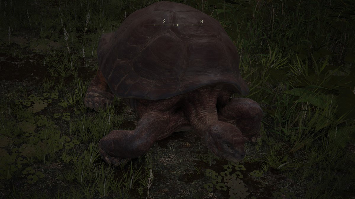 soulsborneotd's tweet photo. Soulsborne character of the day is the turtles from Elden Ring! Requested by Anonymous https://t.co/ZfpirRdOz3