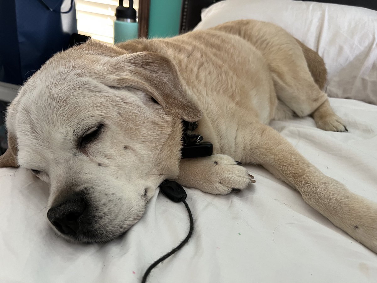 MacfarlaneHKY's tweet image. Rare personal tweet. I’ve not been at my best. Haven’t slept much the last 10 days with this guy not being able to settle. Turns our he has a nasty tumour in a terrible spot. Last night with this old boy before the long sleep to prevent suffering. #Puggle #Apollo #RainbowBridge