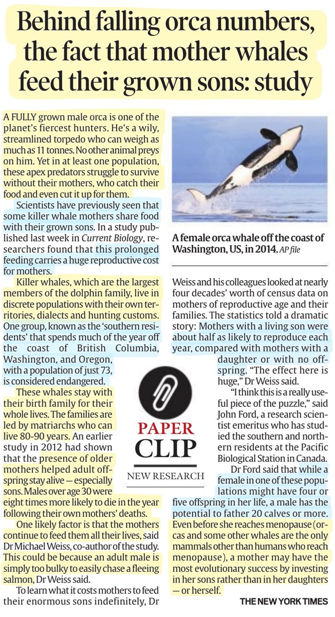 imRavikantYadav's tweet photo. 'Behind Orca falling numbers the fact that Mothers Whales feed their grown Sons: Study
: Explained
#Orca #whales #mother #motherson #SouthernResidents
#mammal #aquaticanimals #Oceans #Ecology
#UPSC #UPSC2023 #UPSCPrelims
Source: IE https://t.co/aiSYcO34BB