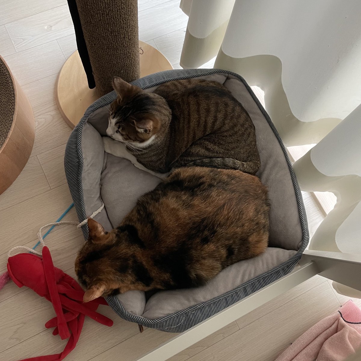 _blackpeppercat's tweet photo. 돼지 https://t.co/gTBT9xbdus