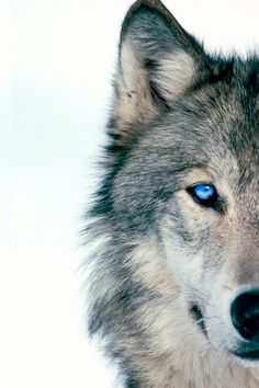 Aa_ban1's tweet image. #TeamWolFPack 🐺
#TmLegend  🏹

♡● @NiteWolF_1
@Hapalochlaena2
@botagain
@WolFPack1_
@MarthaCandia21
@Jemaco40
@MARTHA_CAN2
@yelarvel ●♡
@KIACHIARA1
@ALESXIA_1
@Zar_43 
@KalouYalewa
@TOP_ANAHI
@MarianLuque4
♡● @leilasbsantos
@Aa_ban1
@JIMENAC__
@PendasRobert

♡●●♡♡●♡