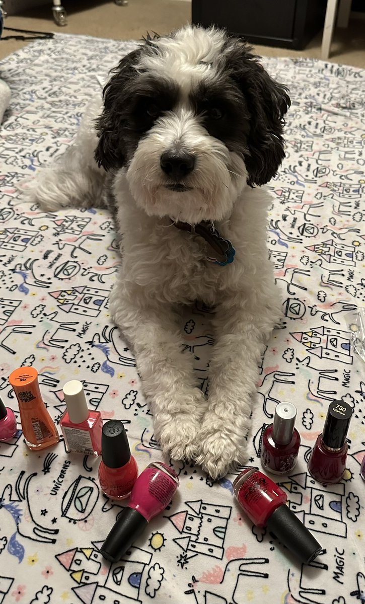 Snoopy, Coco & BulmaCat tweet media