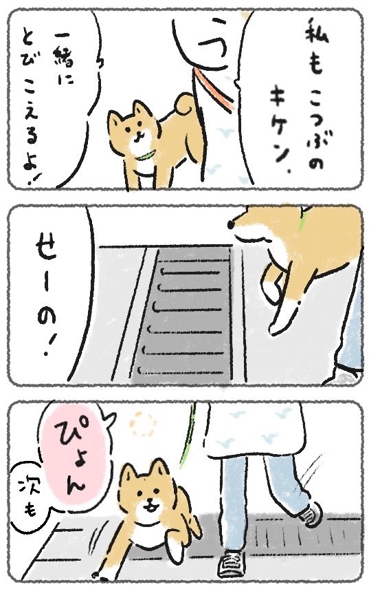 犬のアミアミジャンプを一緒にやったら連帯感UPで幸せ
#豆しばこつぶ 