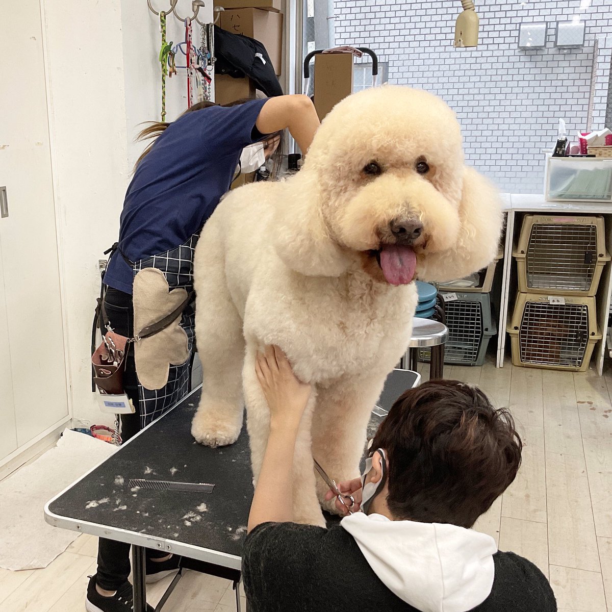 大きいワンちゃんも2人がかりでしっかりカットしていきます！

#ケンネルスクール#ケンネルスクール東京校