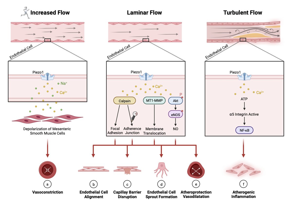 HaraldPenasso's tweet photo. Check out our new #review on the effects of #FocalVibrationTherapy, showing promising results on reducing pain, improving walking function and safety for individuals with #amputation: https://t.co/gNubfqe7Rk #rehab #mobility #neuroscience @SaphenusT https://t.co/yK95tm8i9i