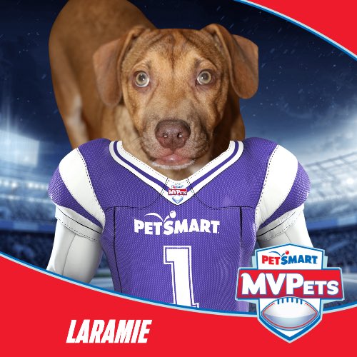 teirdragon's tweet photo. Just some fun with #Petsmart #MVPets #AnythingForPets https://t.co/fa9RtnZJFx