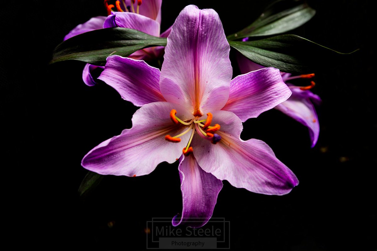 Here are some flowers for you, as it's almost that flower giving time of year. #Lily #flowerphotography #NaturePhotography #ValentinesDay