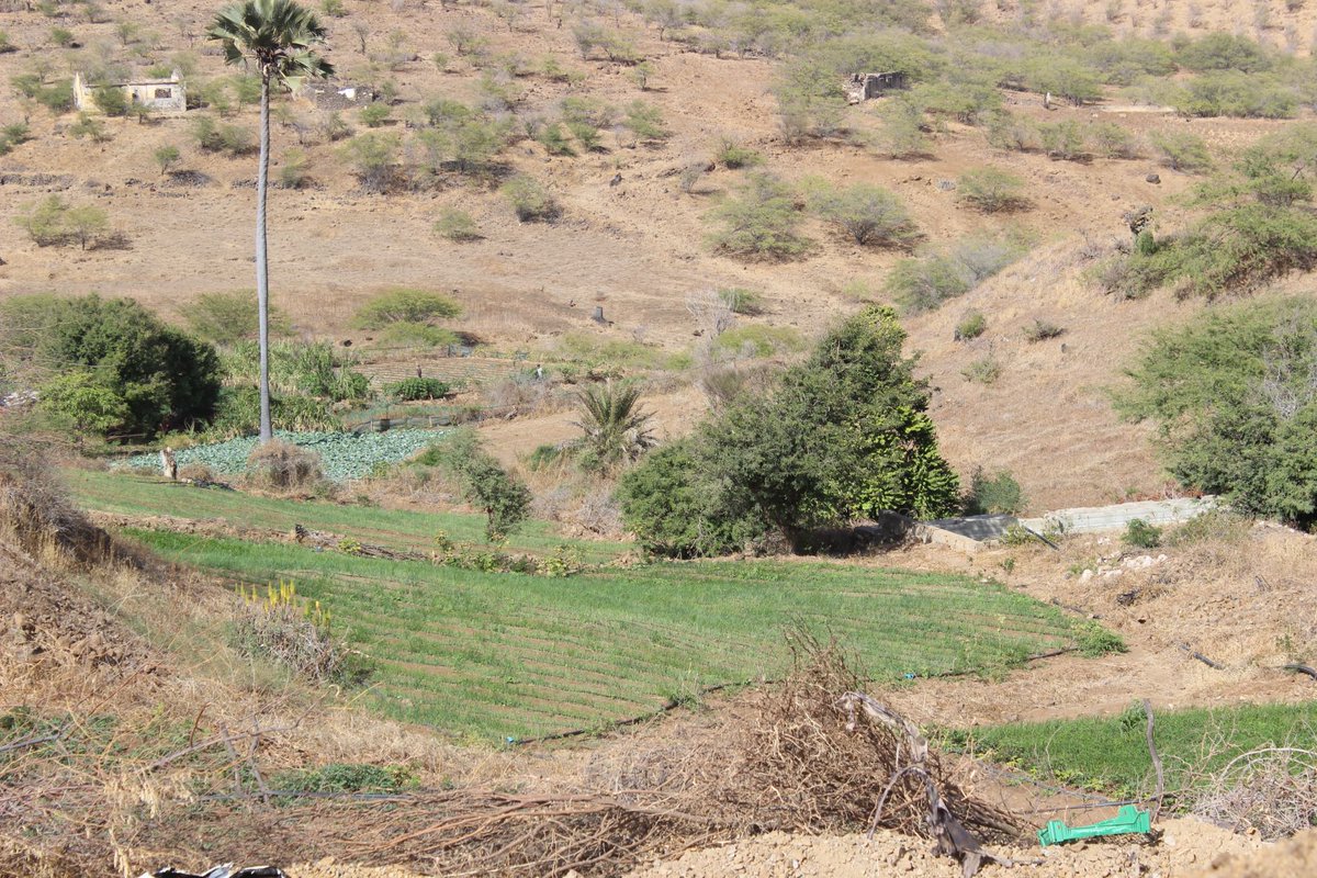 FAOCaboVerde's tweet image. 2nd #WASAG International Forum on #WaterScarcity in agriculture 

Field trip: Knowing the reality of 🇨🇻, new experiences &amp;amp; solutions.

As @MariaLenasemedo, FAO DDG, says &quot;🇨🇻 is the capital of water🫧 scarcity in agriculture.&quot;

#Building #resilience

ow.ly/OKt950MK0qe