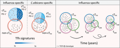 Clonal composition and persistence of antigen-specific circulating T follicular helper cells
Mengyun Hu, Antonino Cassotta, Federica Sallusto, and Colleagues

#InfluenzaVaccine #TFollicularHelperCells #TCRVβsequencing
bit.ly/3HT9RTj