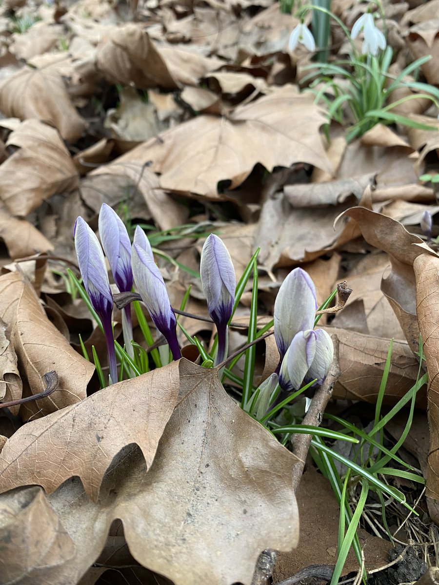 TCVHaringey's tweet photo. Spring flowers are popping out around us! #daffodilsπΌ at #railwayfields; #snowdrops and #crocus at #duckettscommon ! #spring #flowers #haringey #tcv https://t.co/Wx2DBXiPFT