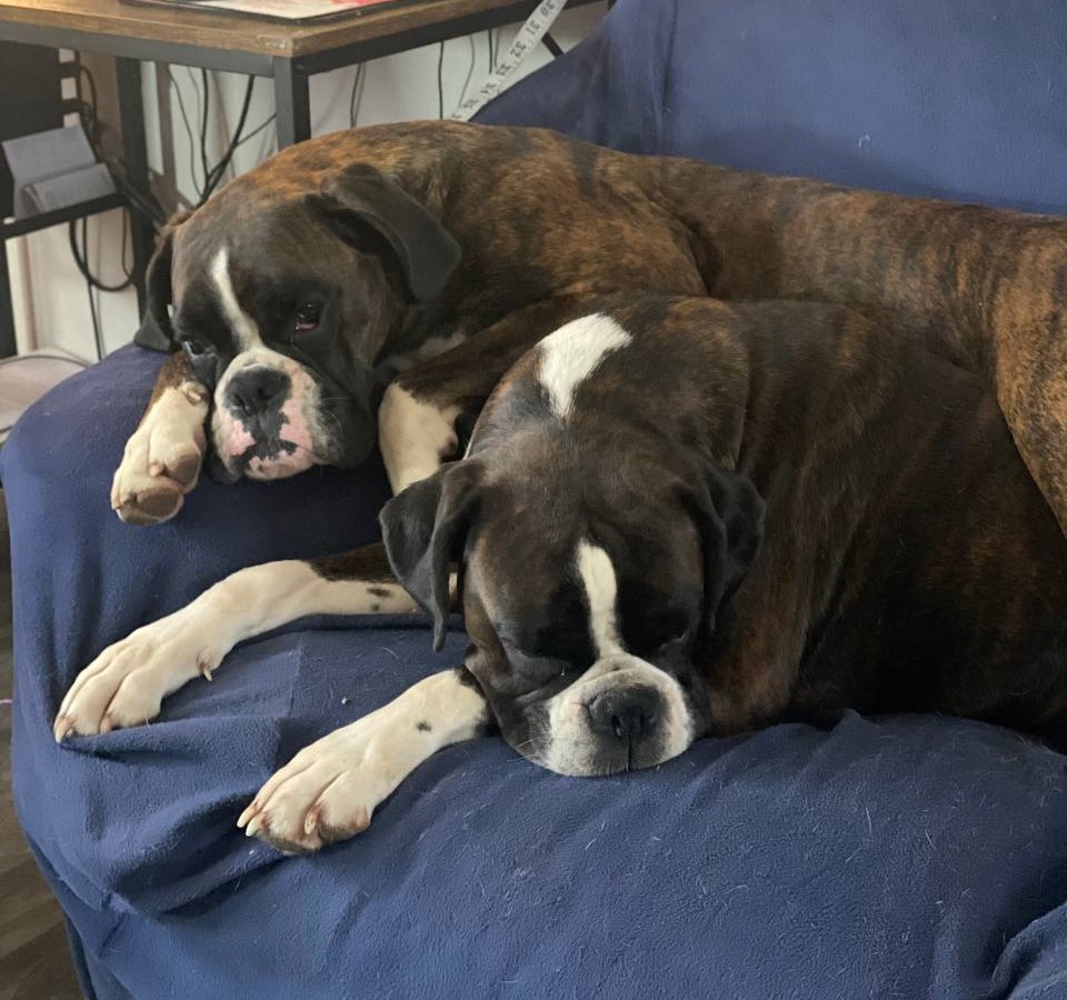 #MondayMotivation #dogsoftwitter #boxerdogs #boxerlove #boxersarefamily Indi and Khaleesi relaxing this fine day..