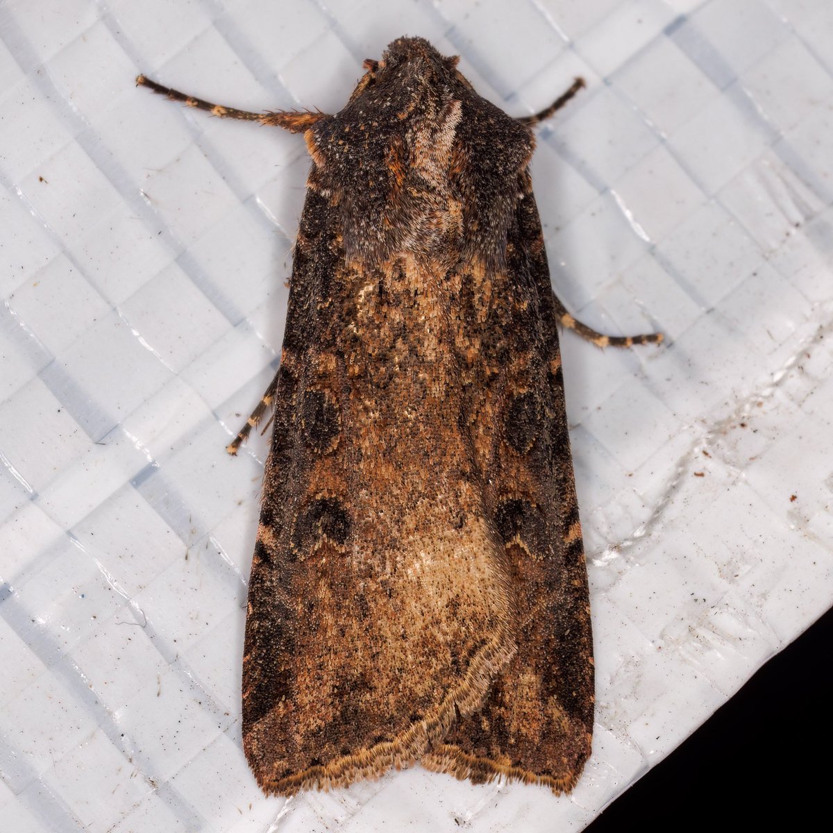 Pearly Underwing (P. saucia), to light on 12/02 at Dagenham, South Essex VC18. B. Crooks.