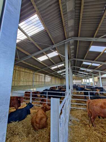 drumanilra's tweet image. Happy Galentine's Day! Our Dexter Ladies are cosy in their deep straw beds. We are feeding them our own silage supplemented with our own organic oats to finishers &amp;amp; weanlings

#dexters #farm #farmtofork #dextercow #organic #straw #roscommon #boyle #organicfarming