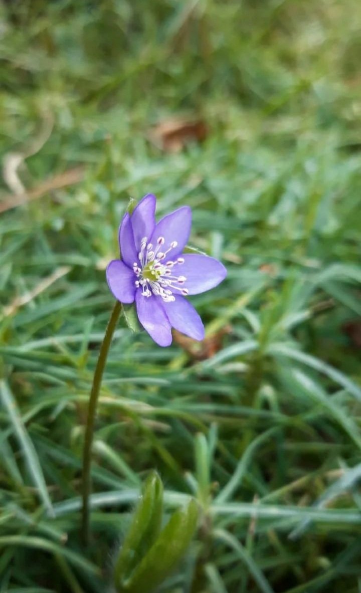 ekogardener's tweet photo. Happy Monday everyone 👋🏻
Hepatica nobilis from my garden 💜💚
#garden #GardeningTwitter #GardenersWorld #gardening #gardener #gardeners #Flowers #FlowerShots #FlowersPhotography #flower https://t.co/EhUg4EbYoW