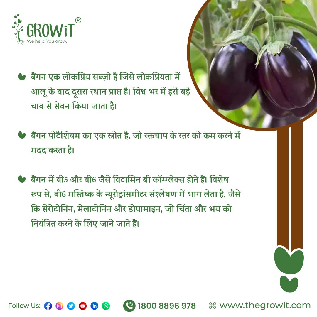GrowitIndia's tweet photo. क्या आप जानते हैं? 
बैंगन कि खेती के बारे में यह रोचक तथ्य ?

#brinjal  #farming #farmingtips #farminglove #farmer #agritips #agriculture #agronomy #brinjalfarming #didyouknow #growitindia https://t.co/8fMKxyZokO