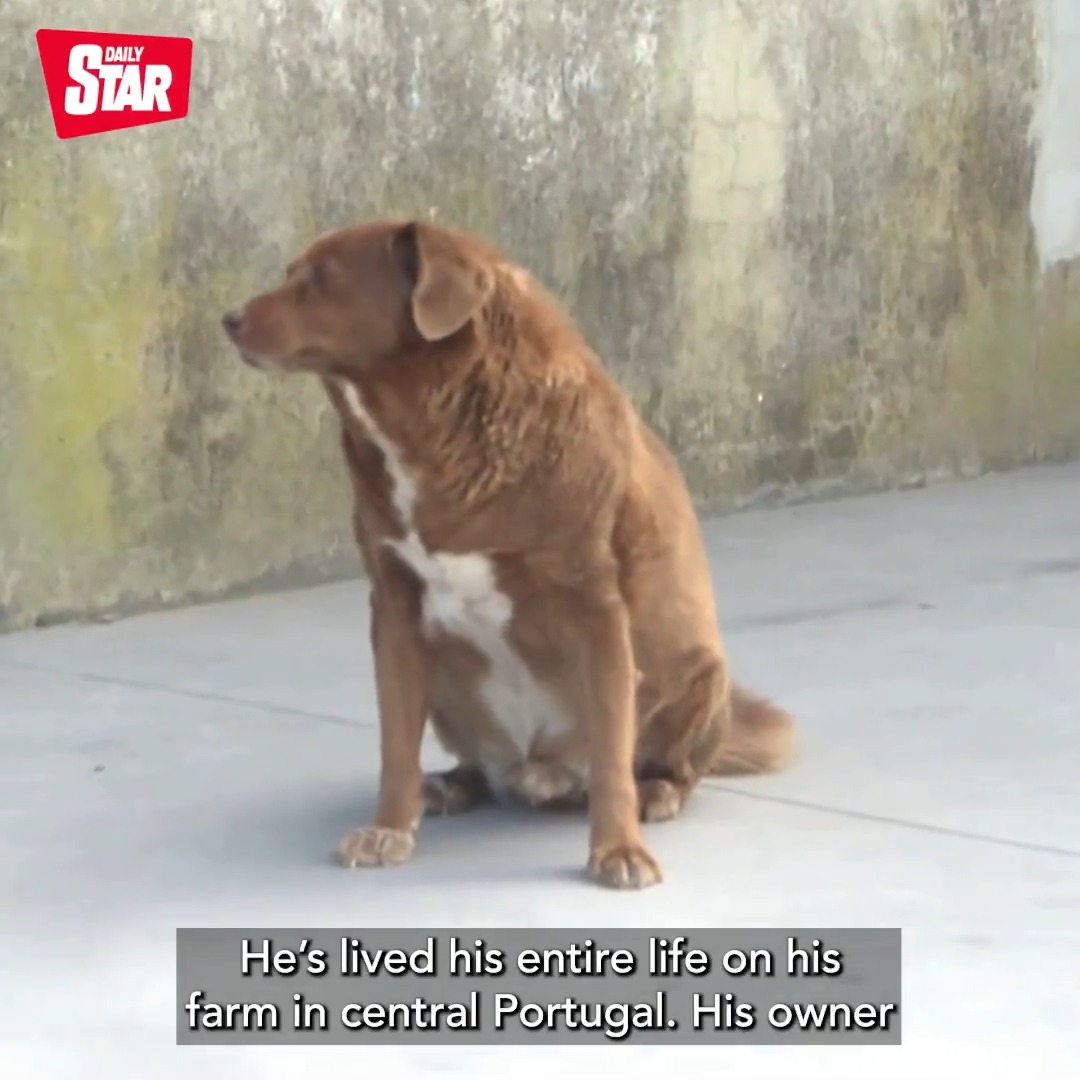 Daily Star On Twitter That s 210 In Dog Years daily-star-on-twitter-that-s-210-in-dog-years