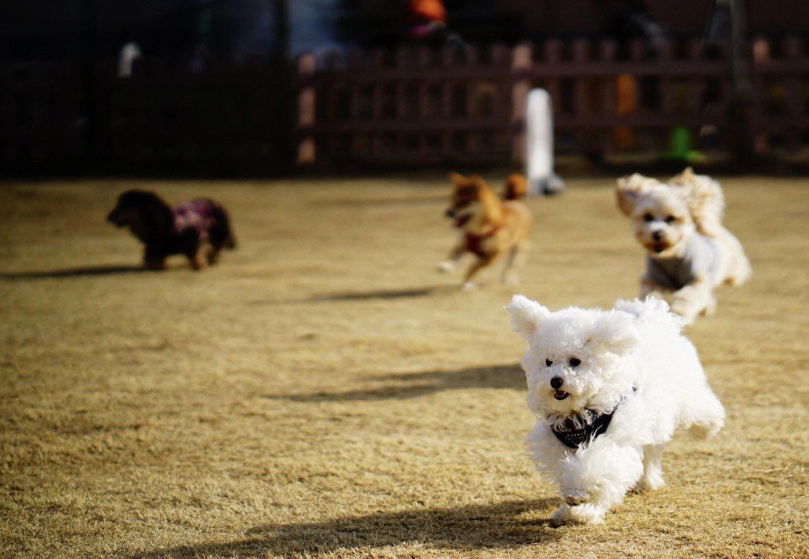 以前飼っていた愛犬を去年亡くして、また飼うかすっごく悩みました。
そんな悲しみを和らげてくれた、
こめちゃんに一目惚れしました。
走っている姿が、キュート過ぎる！
皆さんに共有します！(笑)
毎日幸せと癒しを沢山ありがと❤️🤍❤️🤍

#トイプードル#爆毛#生後10ヶ月#ドッグラン大好き#こめちゃん