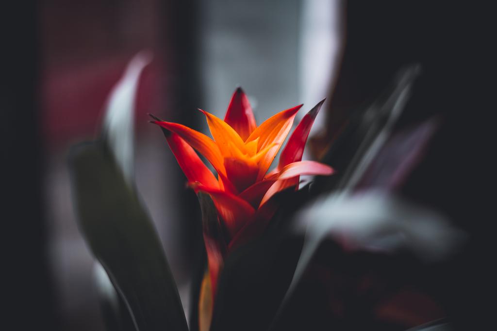 emerjy's tweet photo. 🔥 #bromelia #plant #50mm https://t.co/0HbNy7U64e