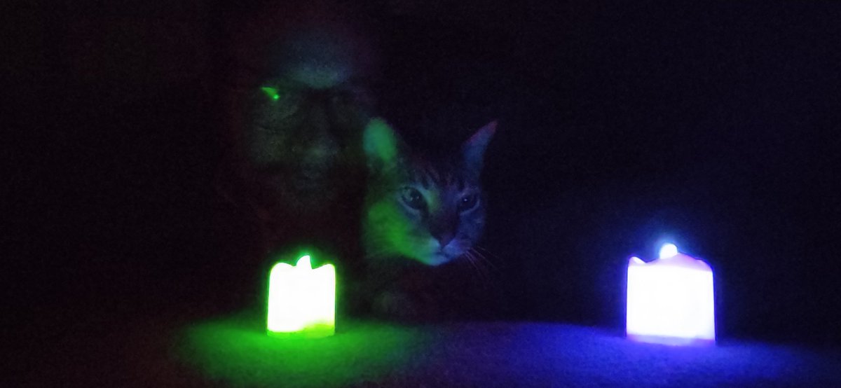 jairvargasm's tweet image. El gato y yo esta noche con las veladoras encendidas haciendo &quot;vigilia y oración&quot; para que @paramo_presenta cumpla mi sueño de traer a @kraftwerk 
#wearetherobots