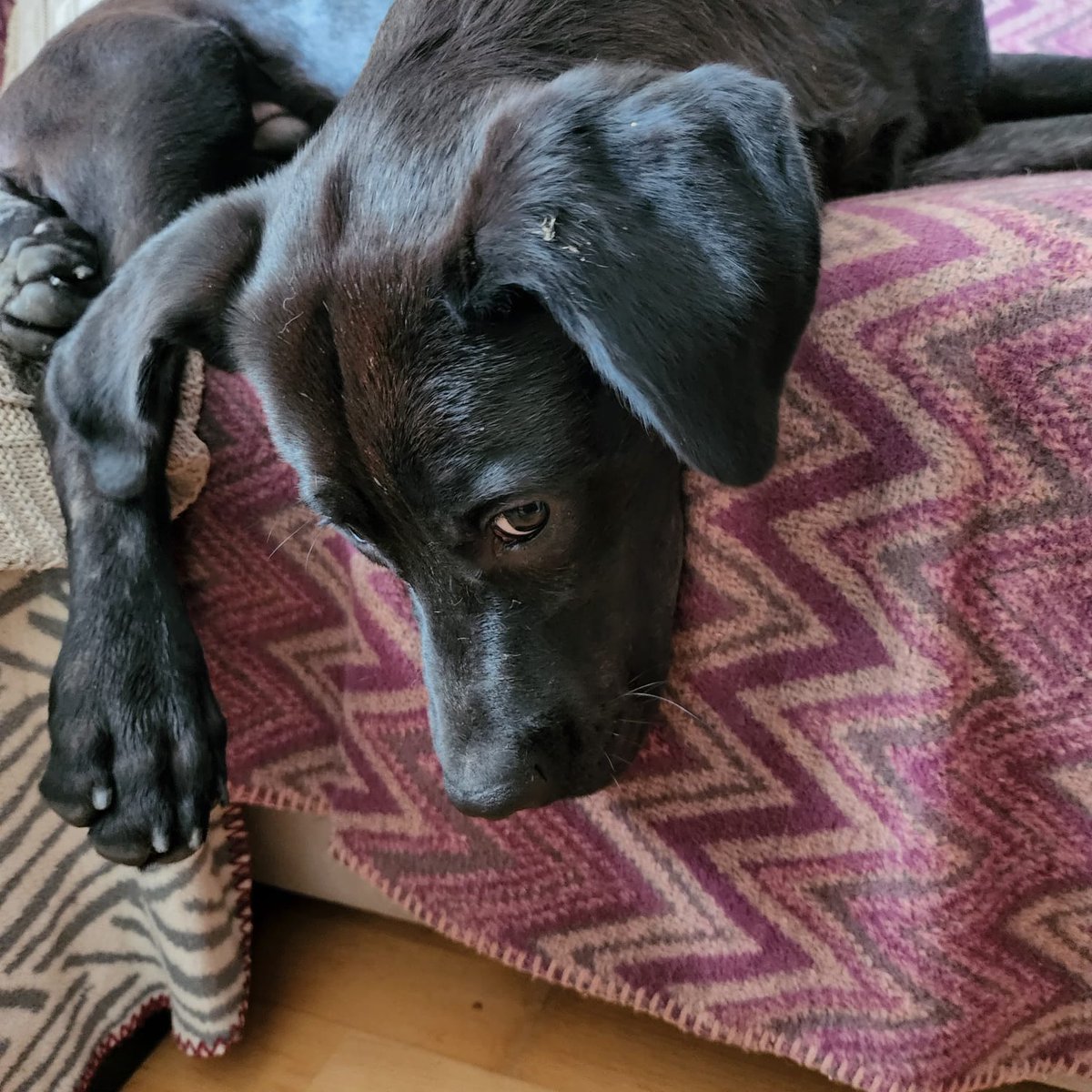 cattingwoman's tweet photo. Maira
1 yıl sonra terkedildi.
Kedi ve köpeklerle ve cocuklarla cok iyi anlaşiyor.
Tuvalet egitimi var.
Bebekken distemper gecirdi.
Sağ bacaginda cok hafif bir aksama var.
Yürümesine engel yok.
Istanbul 
Yuva lutfen bu cocuga https://t.co/O3tV9qwGK1