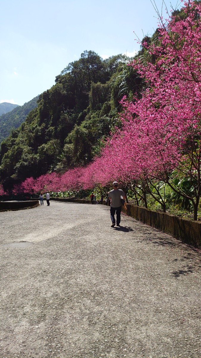 liyuqun4's tweet photo. 燈篙林道.肖楠林道櫻花盛開櫻花🌸 https://t.co/PYURzM29k3