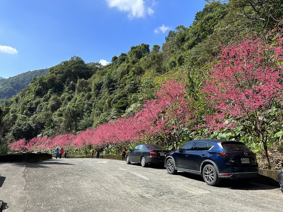 liyuqun4's tweet photo. 燈篙林道.肖楠林道櫻花盛開櫻花🌸 https://t.co/PYURzM29k3