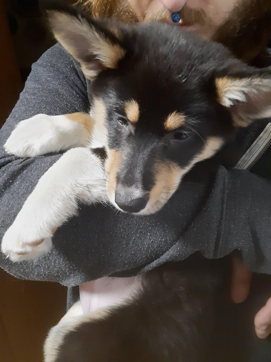 SerasStone's tweet photo. Feeling depressed so hunted around for cute puppy photos to share!  Dysphoria sucks.  #depression https://t.co/6KJdePOLX5