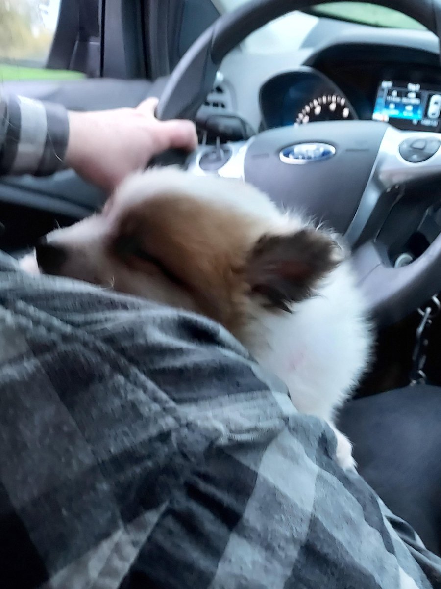 SerasStone's tweet photo. Feeling depressed so hunted around for cute puppy photos to share!  Dysphoria sucks.  #depression https://t.co/6KJdePOLX5