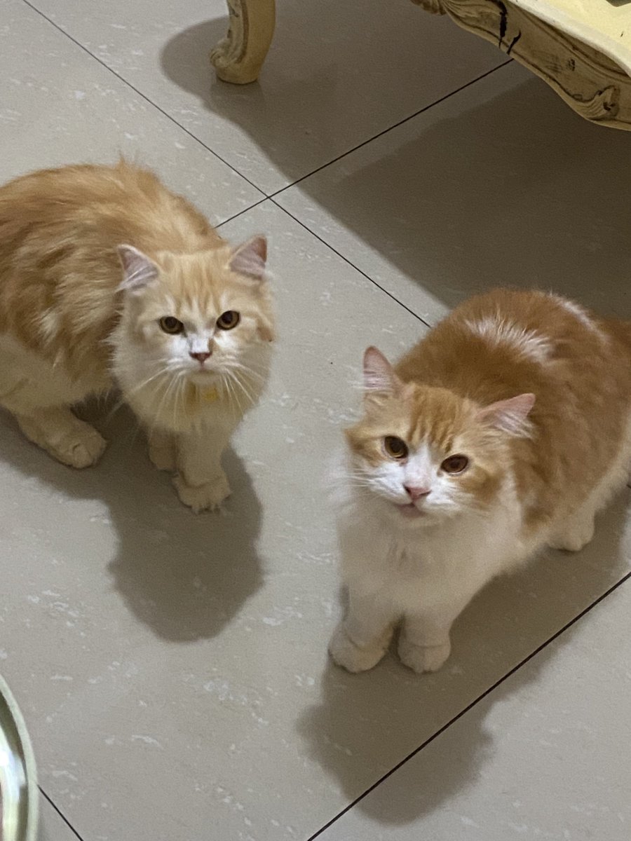 Moko & Nue on Twitter "Moko ni kaya diundang aj, lebih heboh dri yg